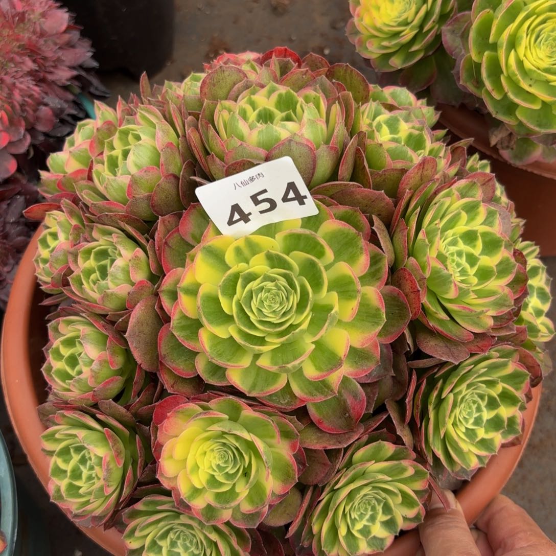 454多肉植物海王