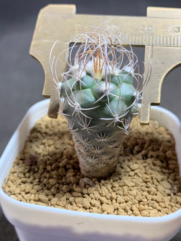 10  实生长城丸 一物一拍包邮非偏远