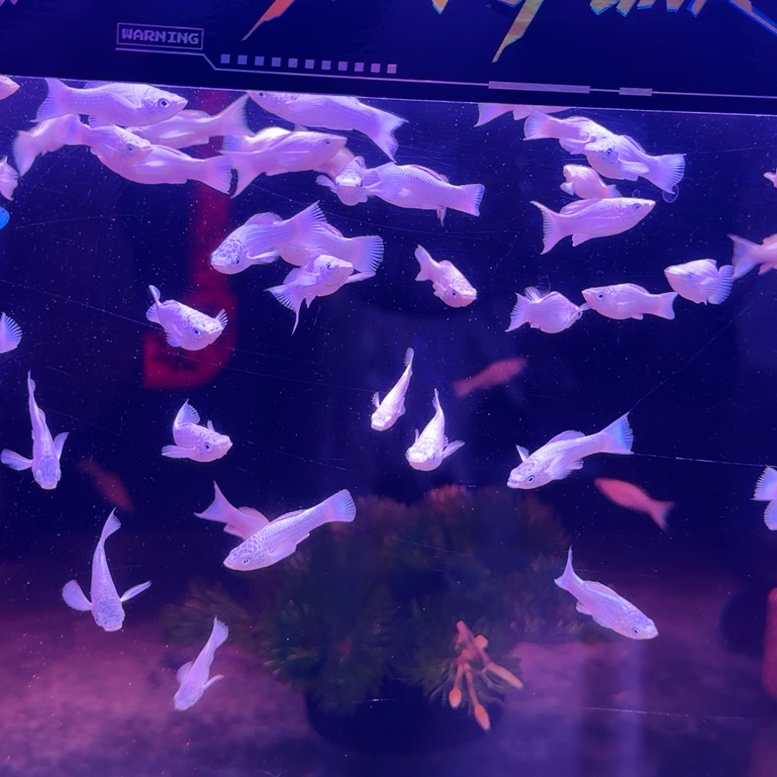 黑玛丽鱼瓷白玛丽14条(8条送6条备损)