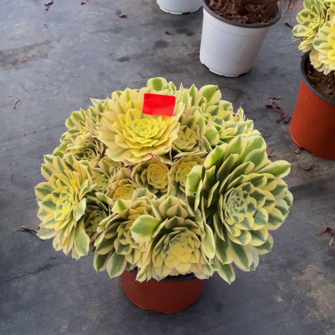 305多肉植物发货迈巴赫