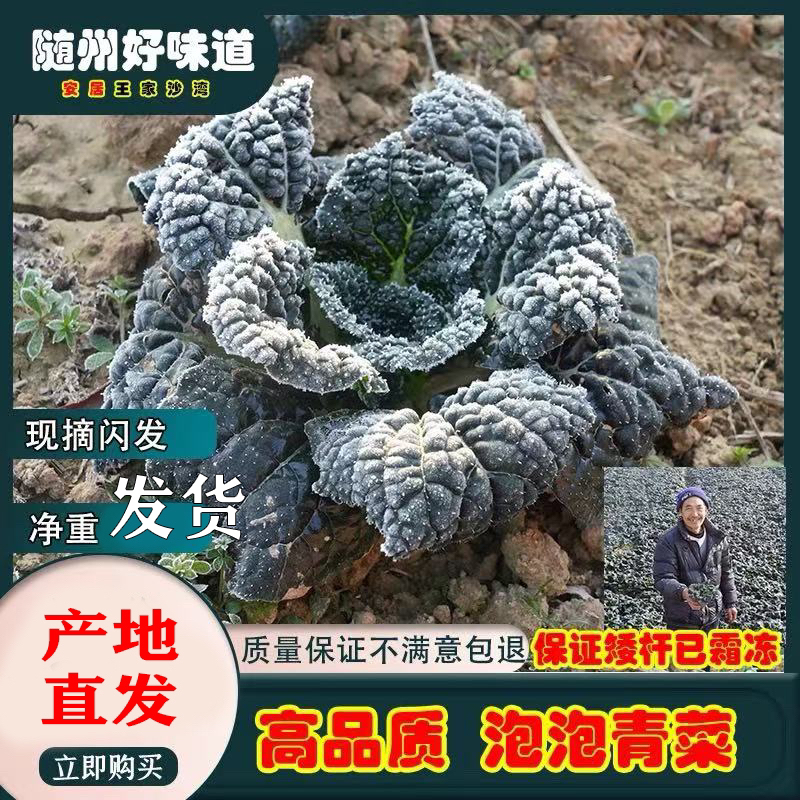 随州特产泡泡青菜 安居泡泡青 打霜青菜 霜后青菜泡泡菜 净重包邮