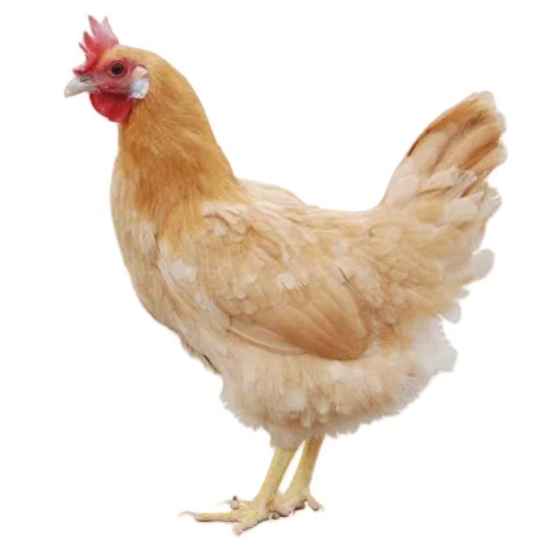 农家散养三黄鸡一斤八发货包邮到手4只