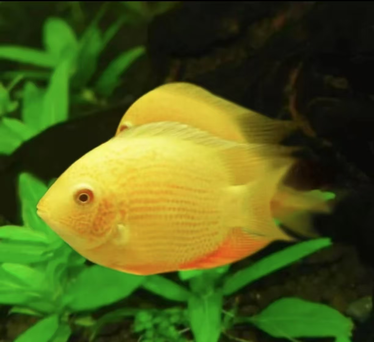 黄金菠萝鱼喷点鱼中型热带鱼观赏鱼皮实好养