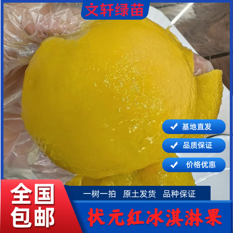 状元红金四季白柿冰淇淋果嫁接小苗