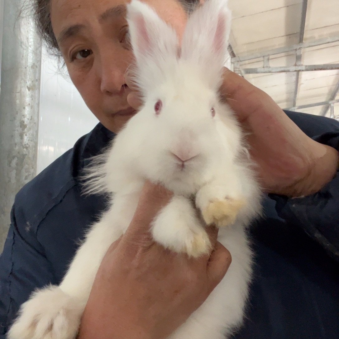 宠物兔英系安哥拉兔