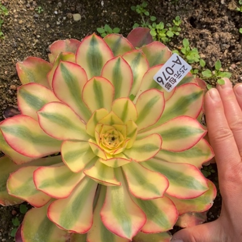 76爱丽丝满25包邮多肉