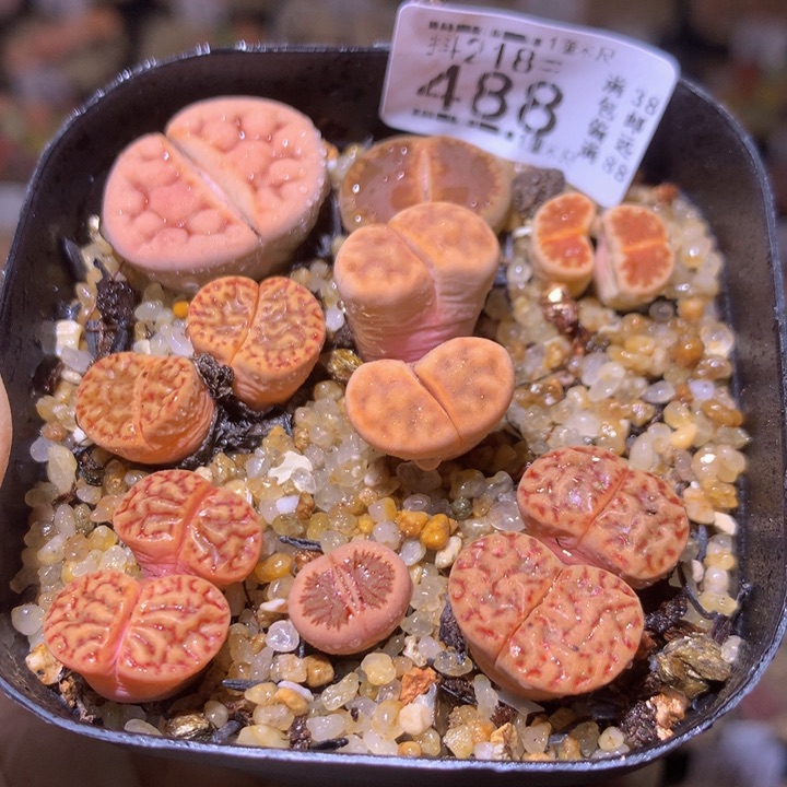 精品生石花218.488