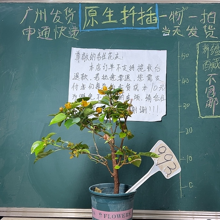 全部花苞  柠檬黄  993