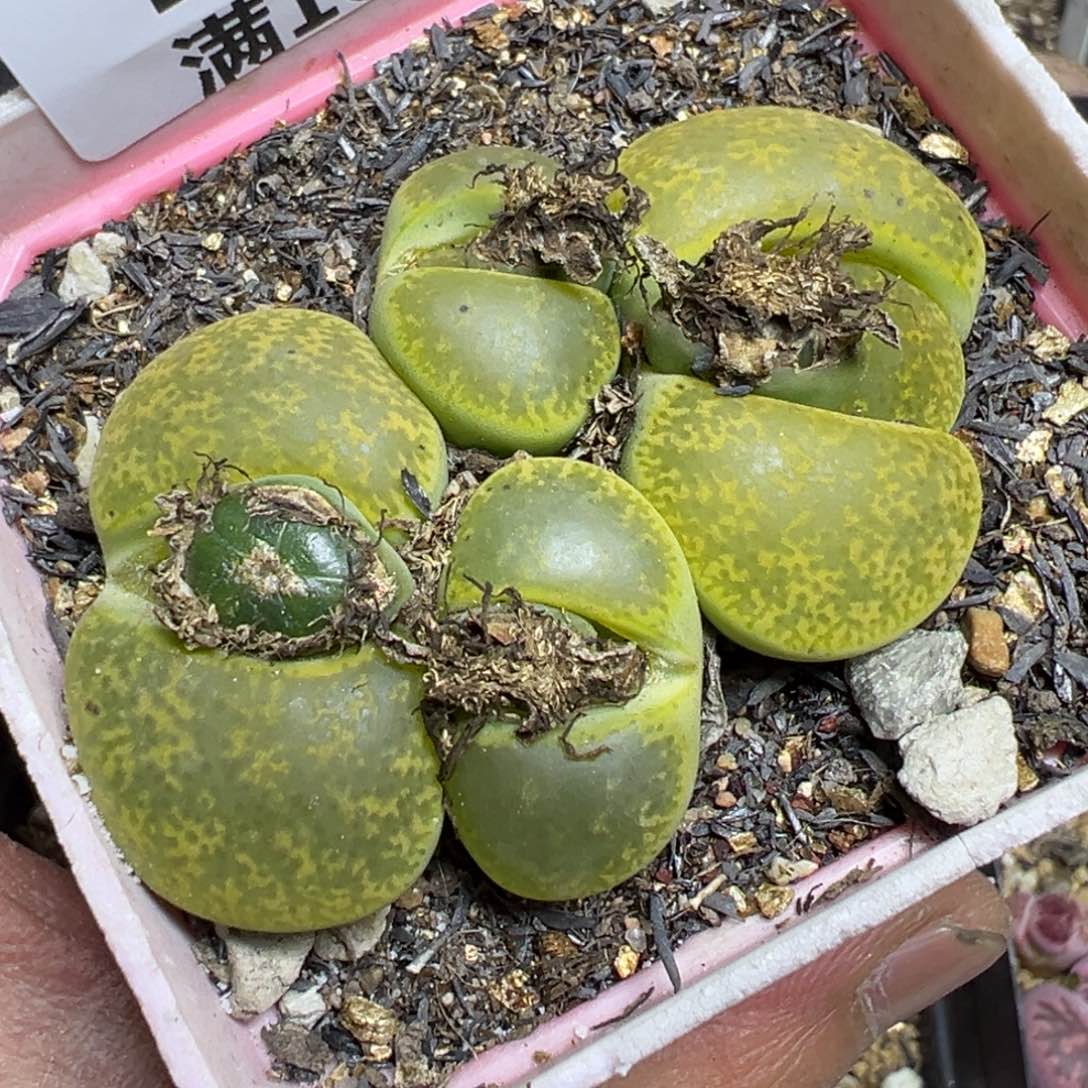 【闪购商品】 243。   