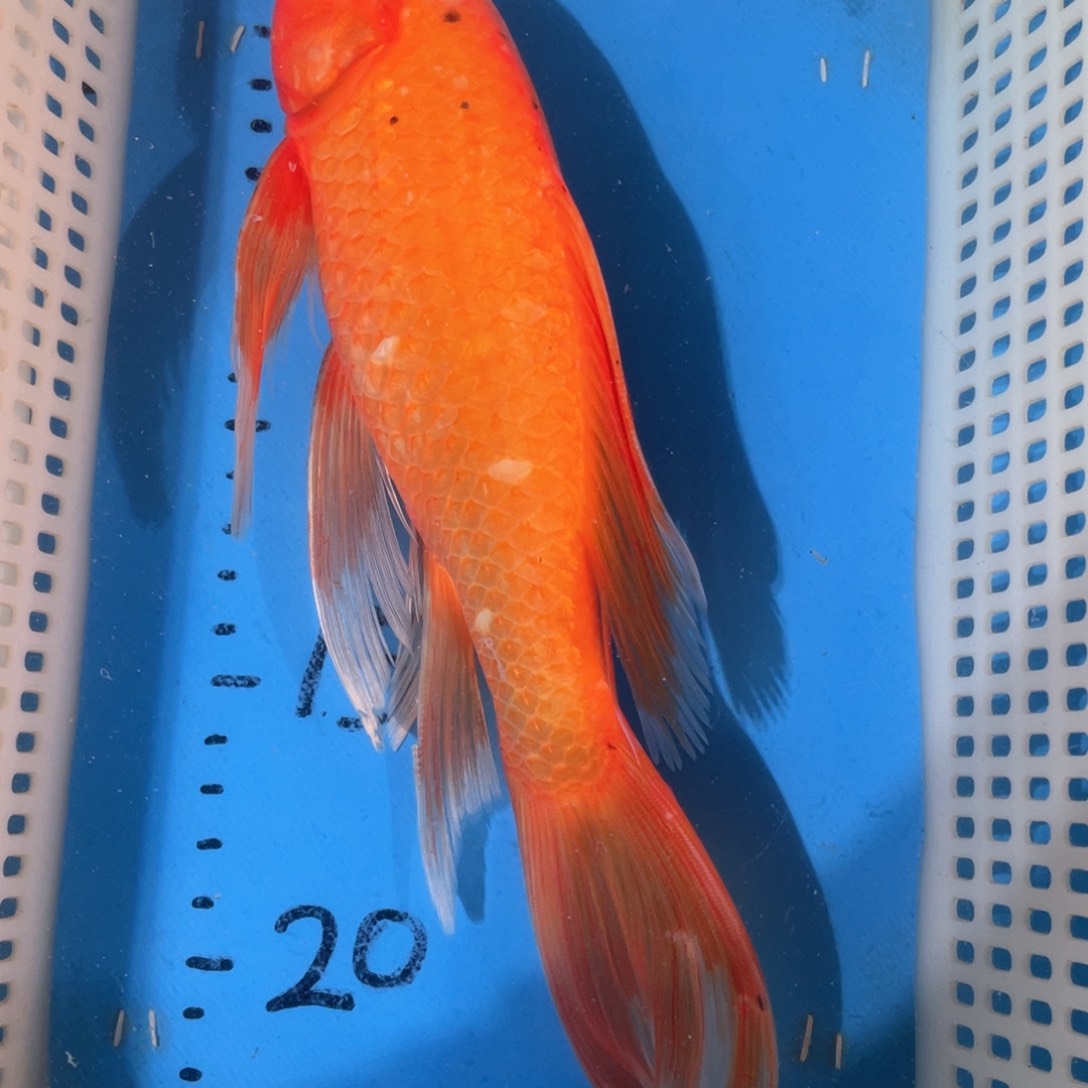 锦鲤锦鲤包邮包售后