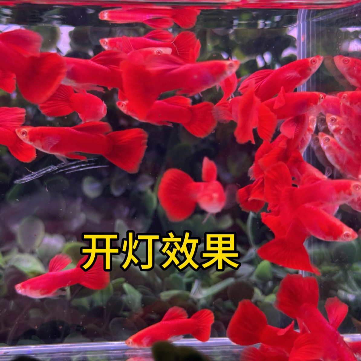（美系超大背血红）凤尾孔雀鱼热带小型观赏鱼纯种胎生易繁殖好养活