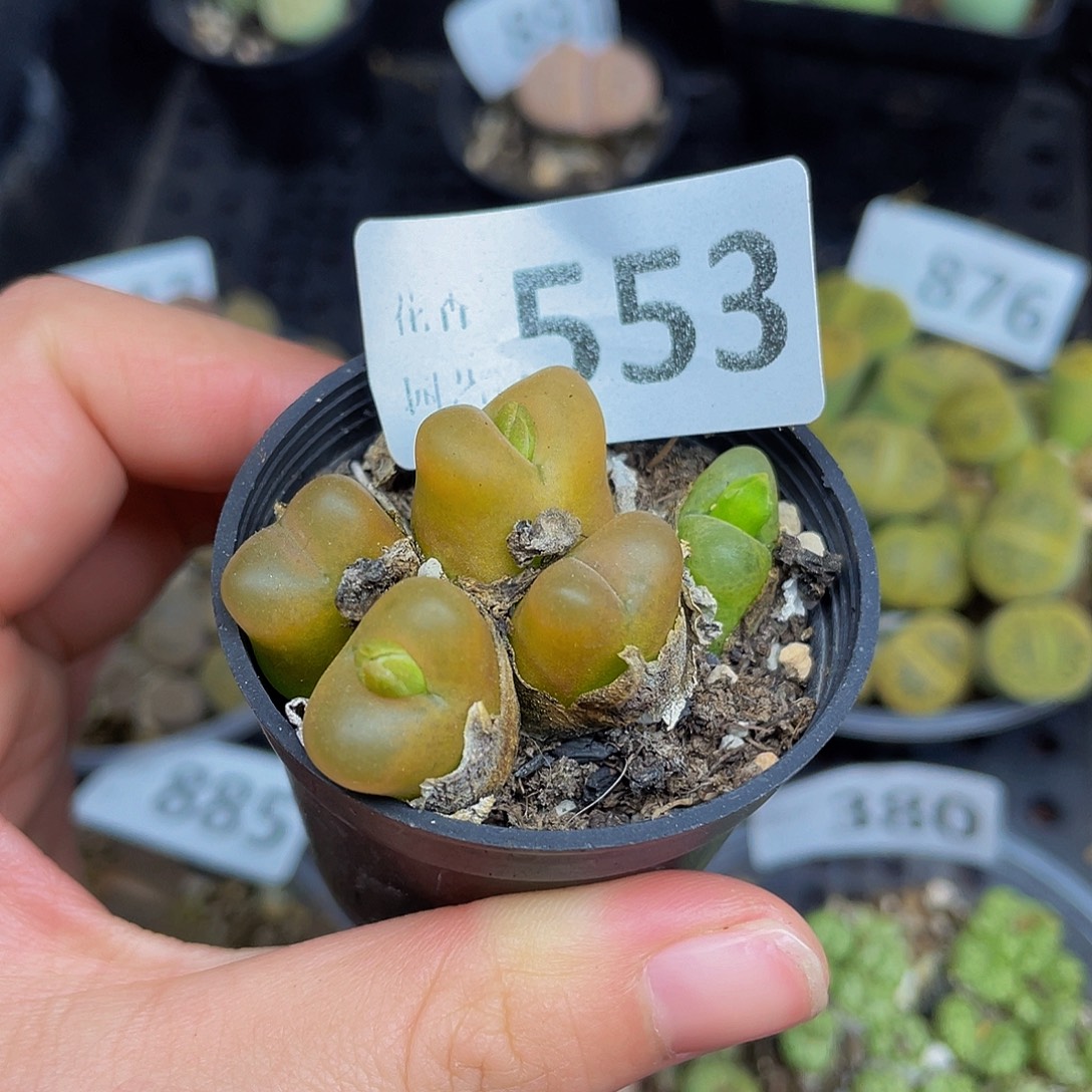 553000000000花花花谷花谷去啊