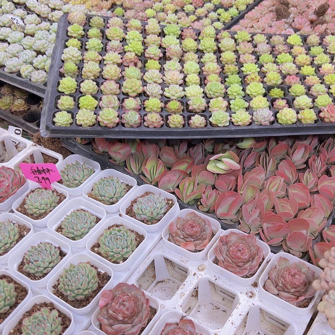 唐寅苗5个19包邮多肉植物