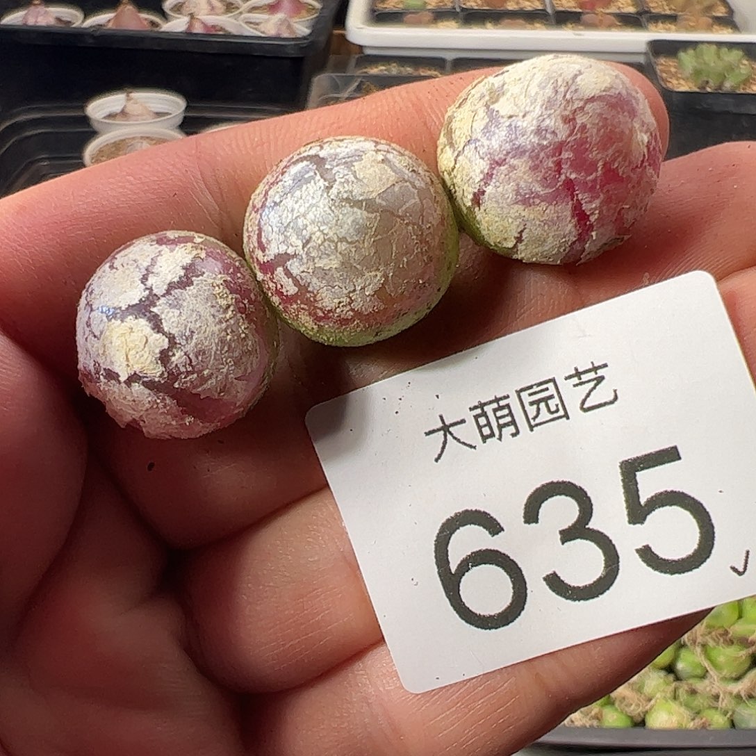 一物一拍。      635