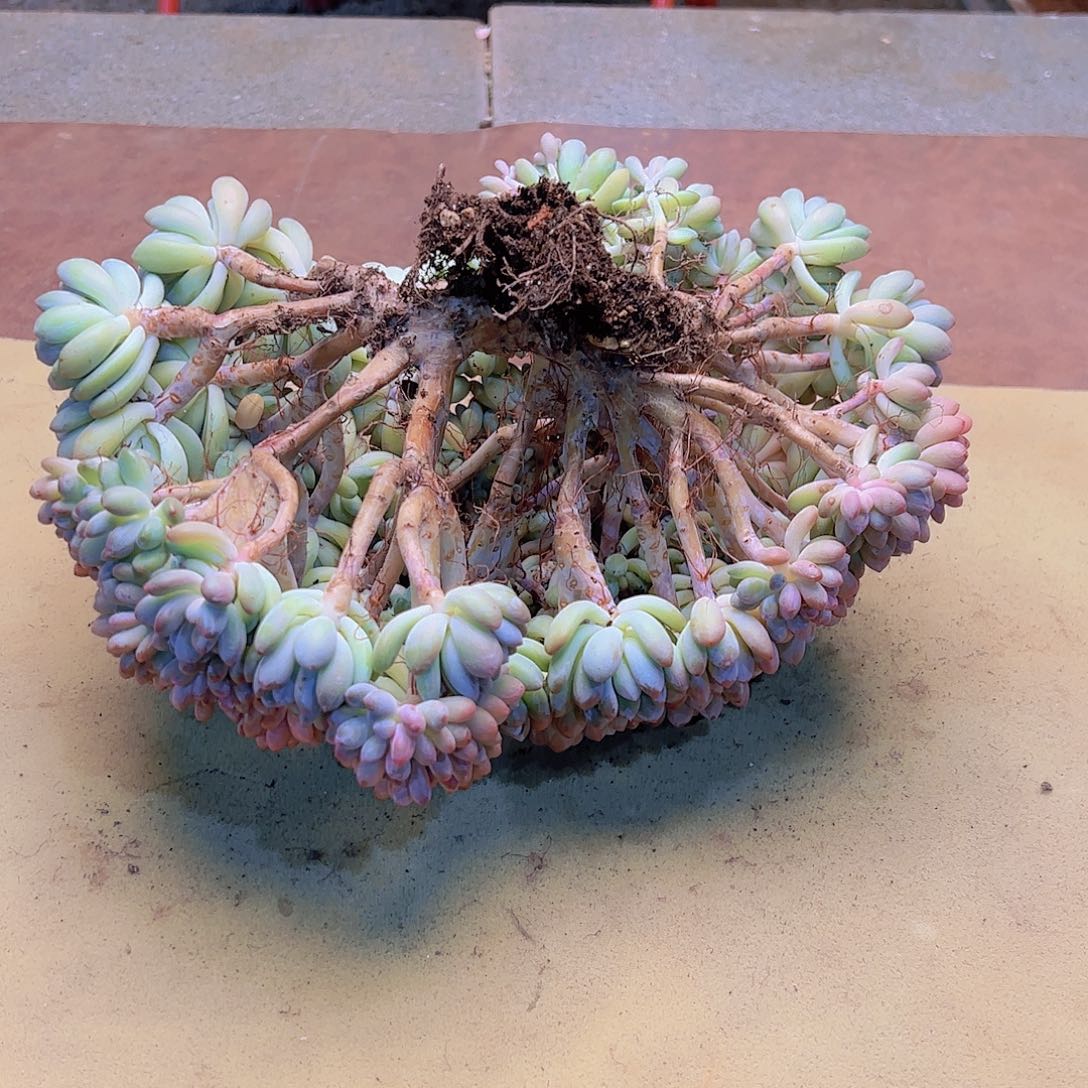 ?****?不带盆 寄养 灯美人