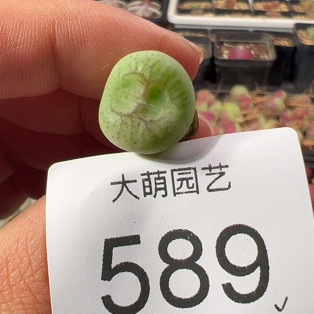 一物一拍。    589