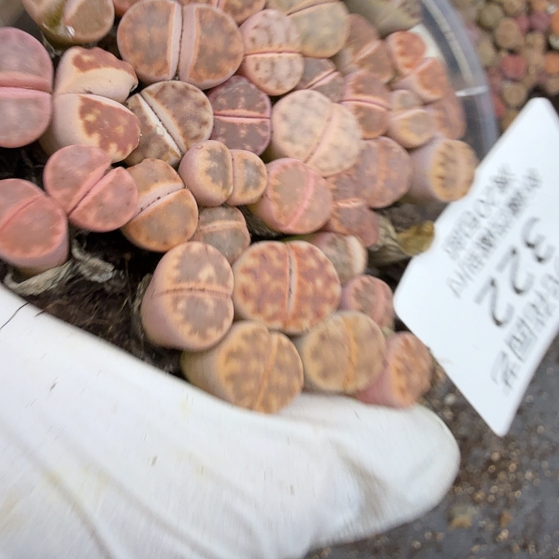 好道你好意思吧不要和322哈哈