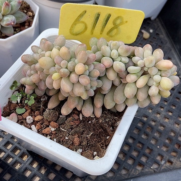 多肉植物汤圆缀6118多肉