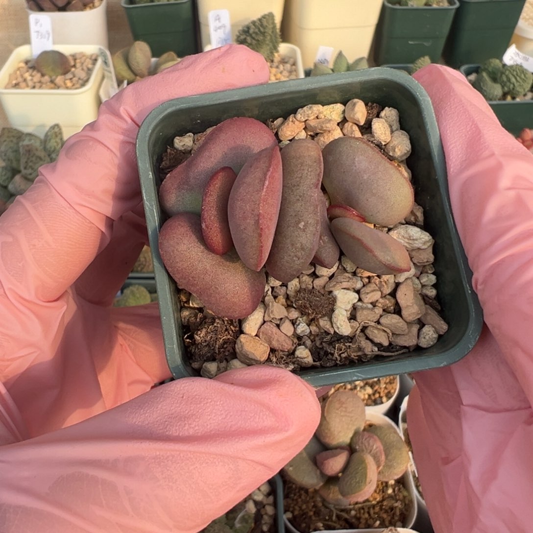 797花朵型胖嘟嘟一颗