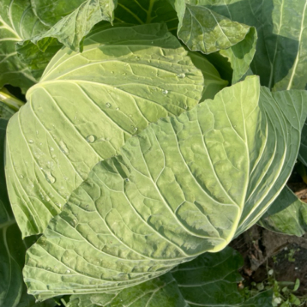 四川农家自种包白菜卷白菜新鲜当季莲花白菜