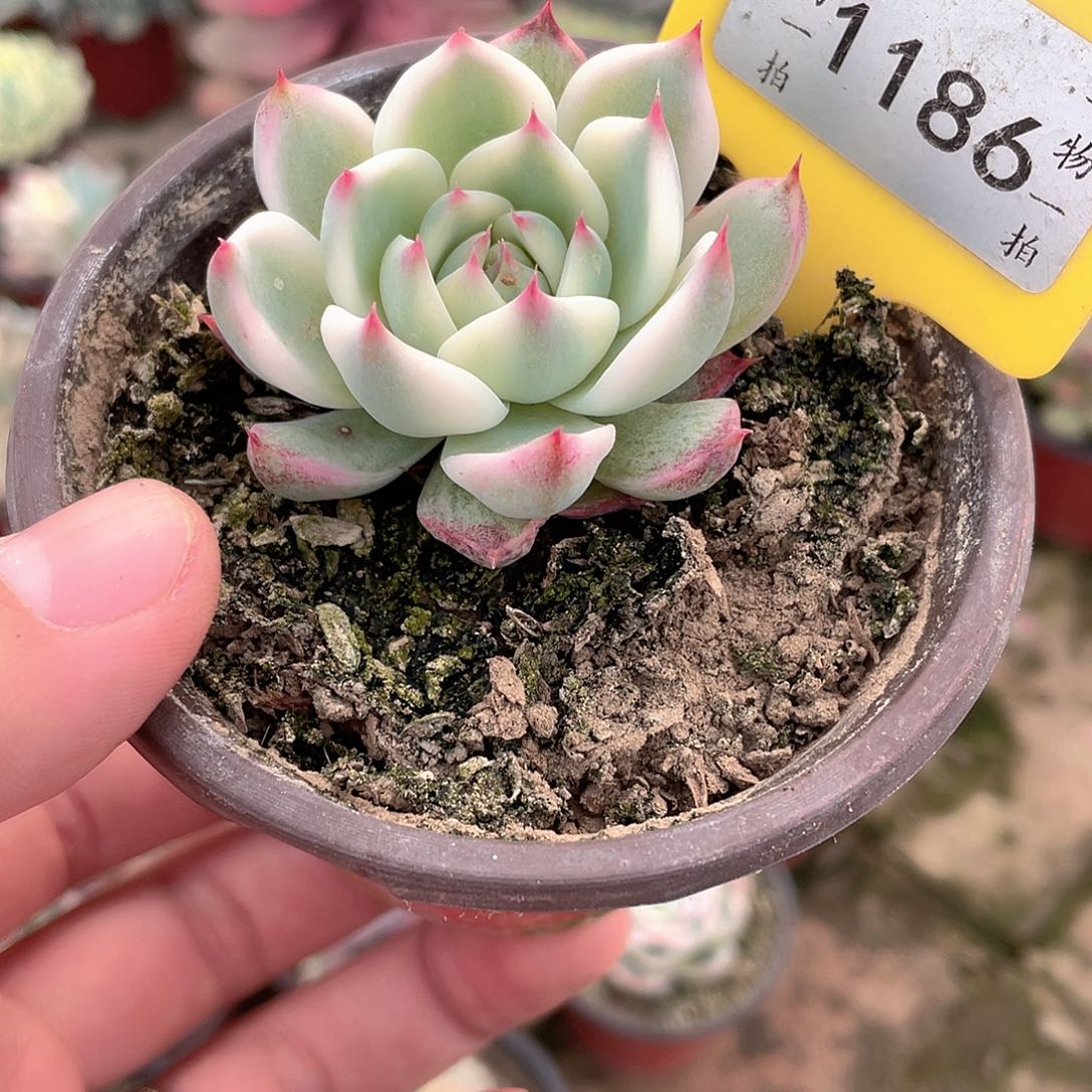 佛***R1186号多肉植物盆栽