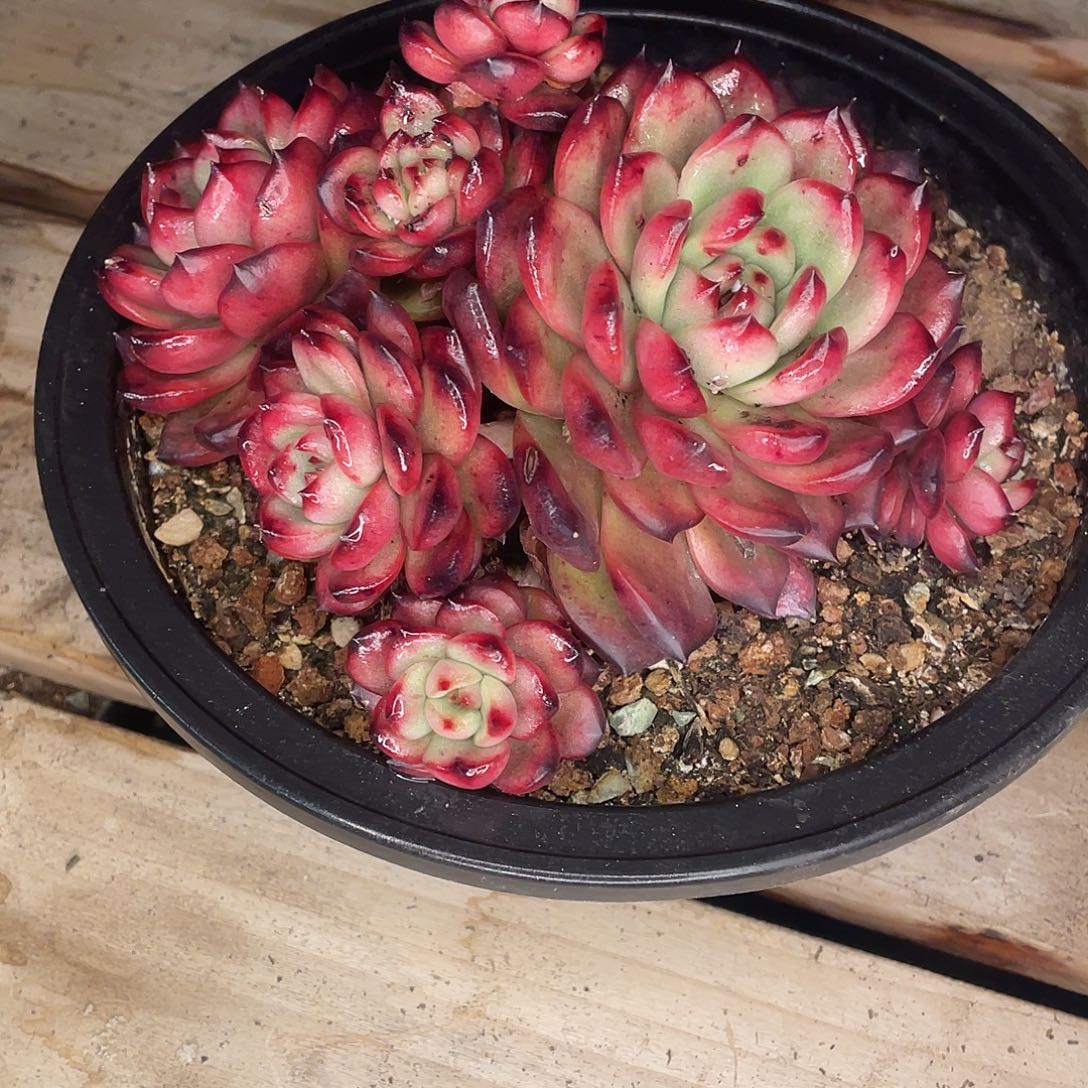 四****TM 一物一拍28包邮非偏远