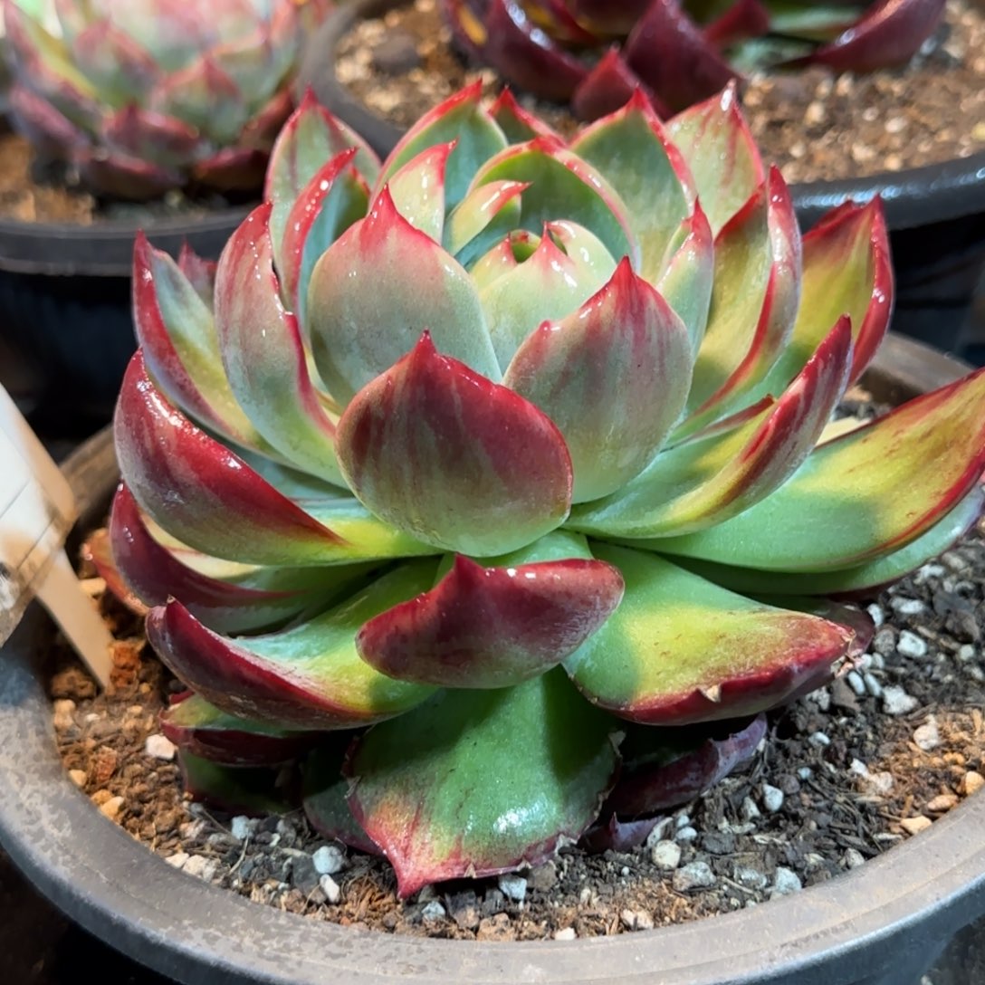 花脸惊鸿一物一拍包装收缩花旱906