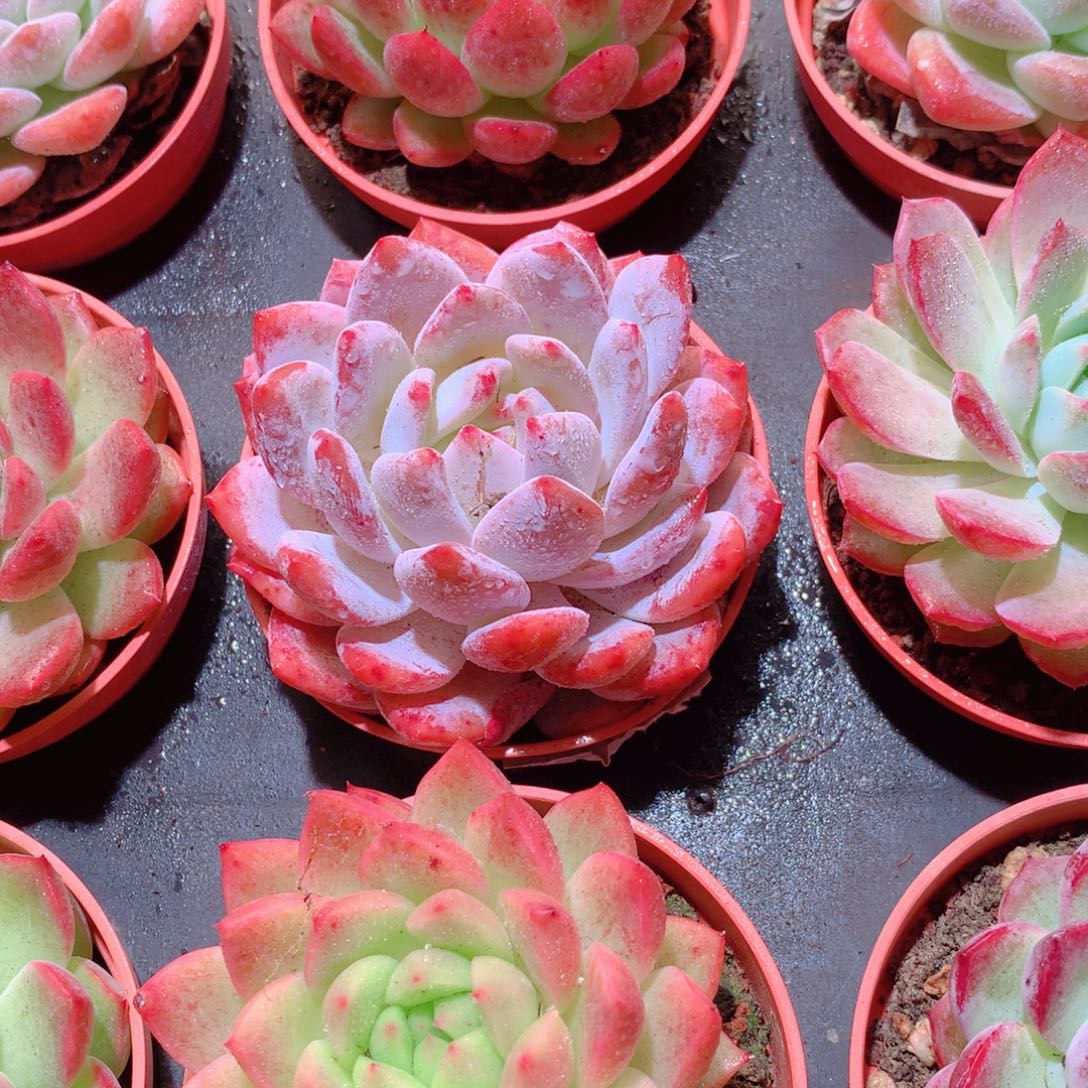 26-量拍品质保证多肉带盆9颗全单头