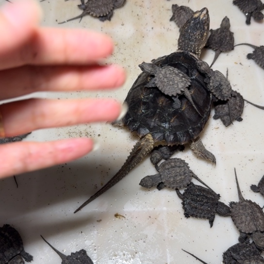 母绿毛龟1222222222