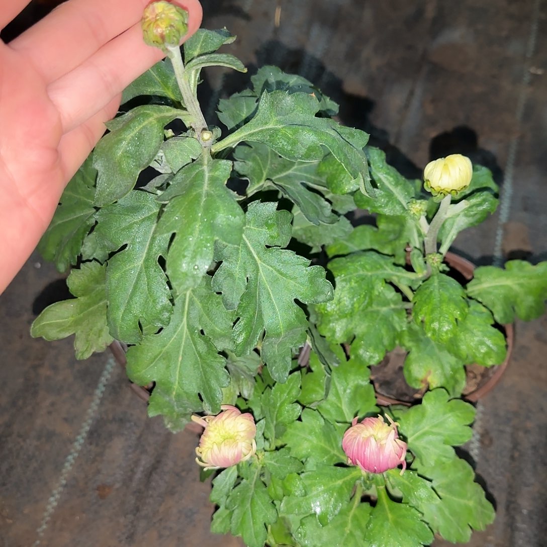 全部花朵K333333333