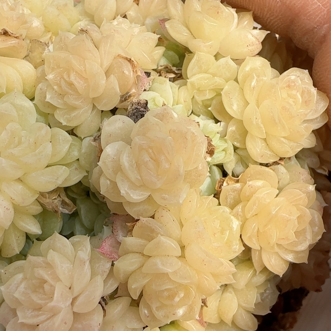 【闪购商品】0218-132玉透晶体母本麦杆