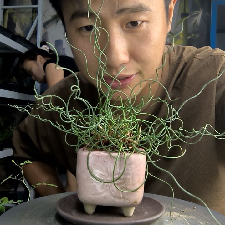 萤*中青园艺一物一拍90