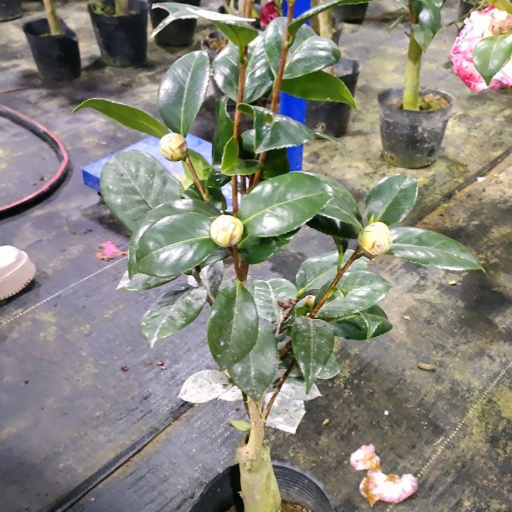 176女郎，原盆原土发货了