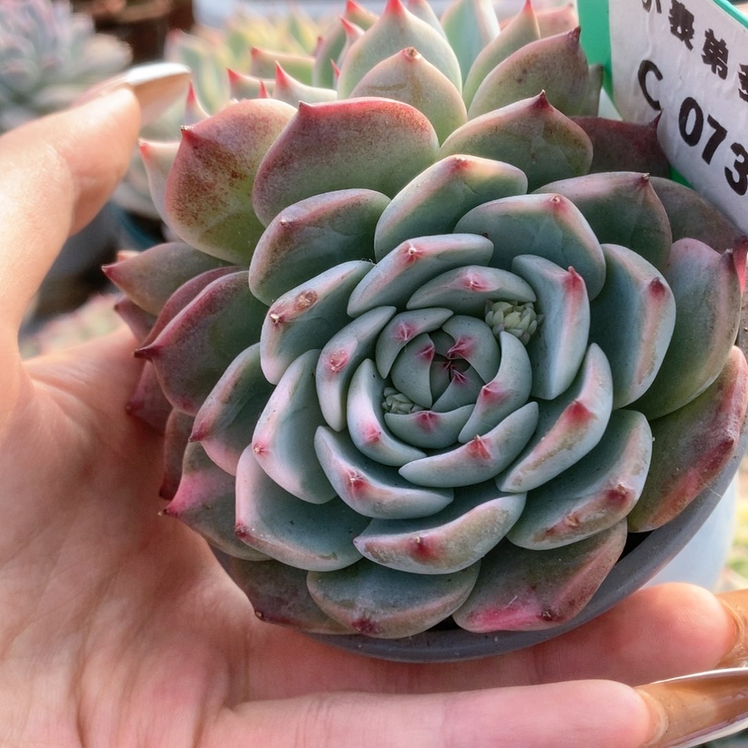 737锦锦锦锦锦锦锦锦锦