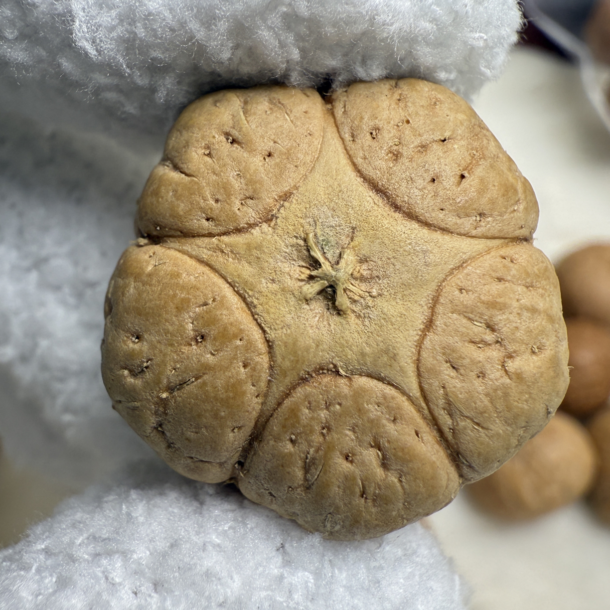 【禪舍】尼泊尔凤眼菩提五星玉化料尺寸22.95×15.7