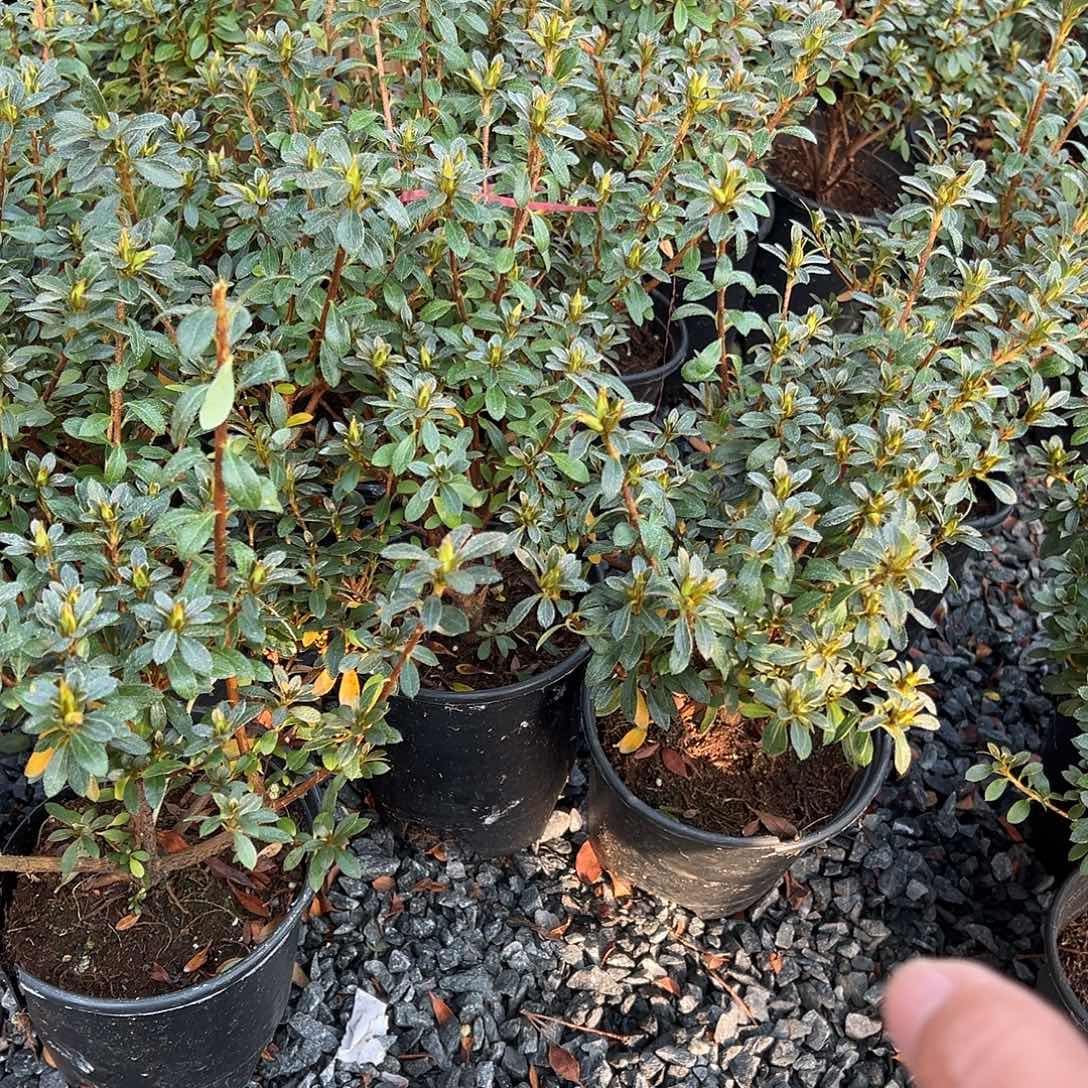 无花朵盆景皋月杜鹃小菊之舞