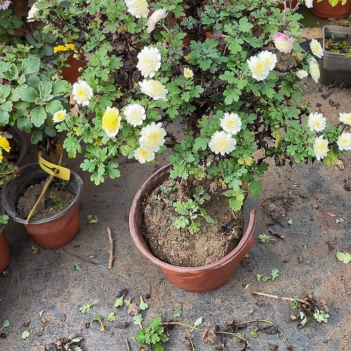 三***鱼80菊花菊花菊花花花菊花