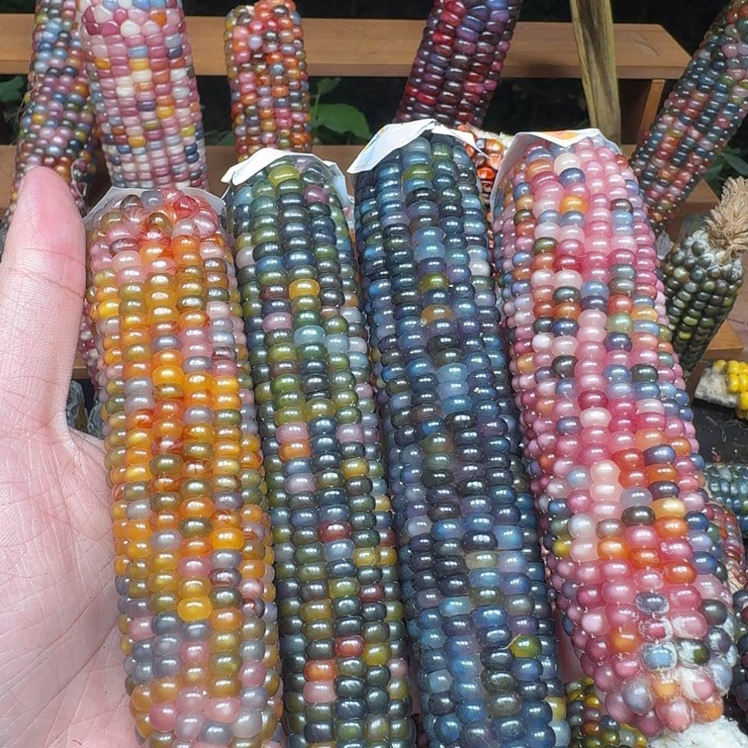 细***流大叶紫檀（黑酸枝木类）