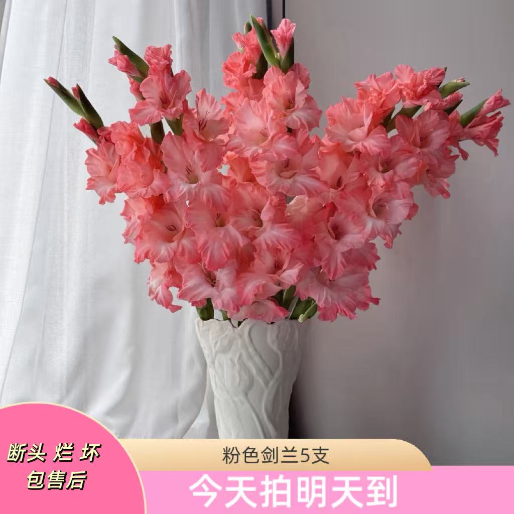 云影精选【粉色剑兰5枝】昆明鲜花批发次日达