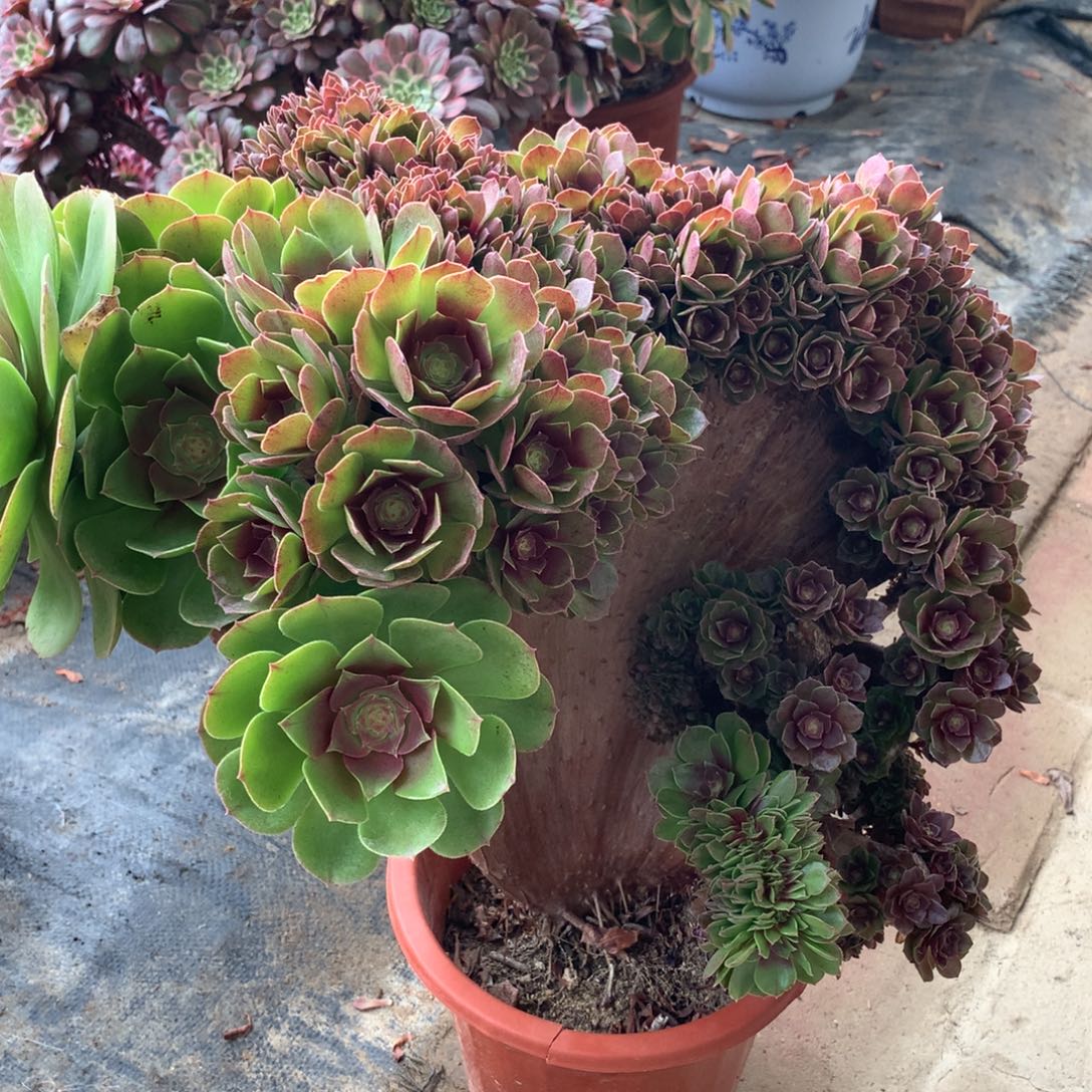 安***丽万缀朵朵，多肉植物