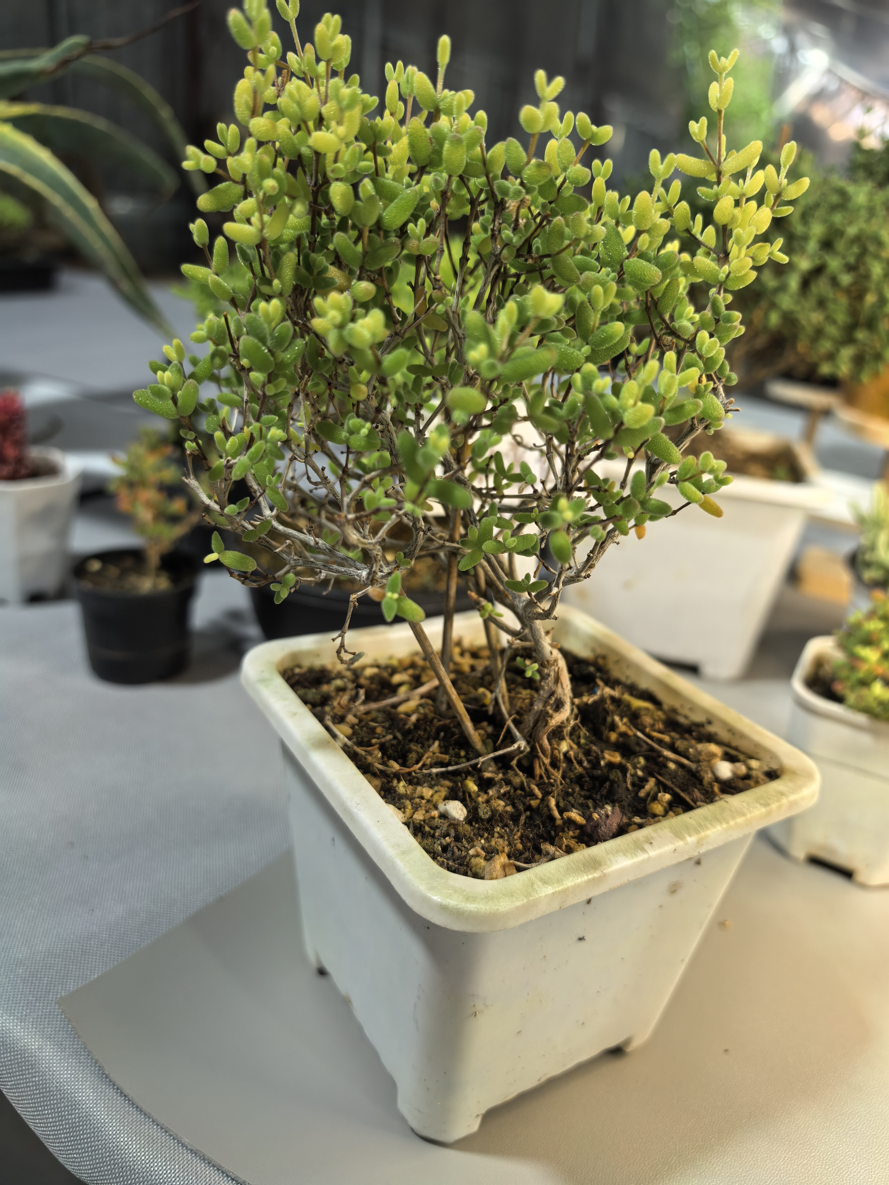 奶油覆伦锦枝干植物带盆带土室内阳台好养绿植盆栽盆景