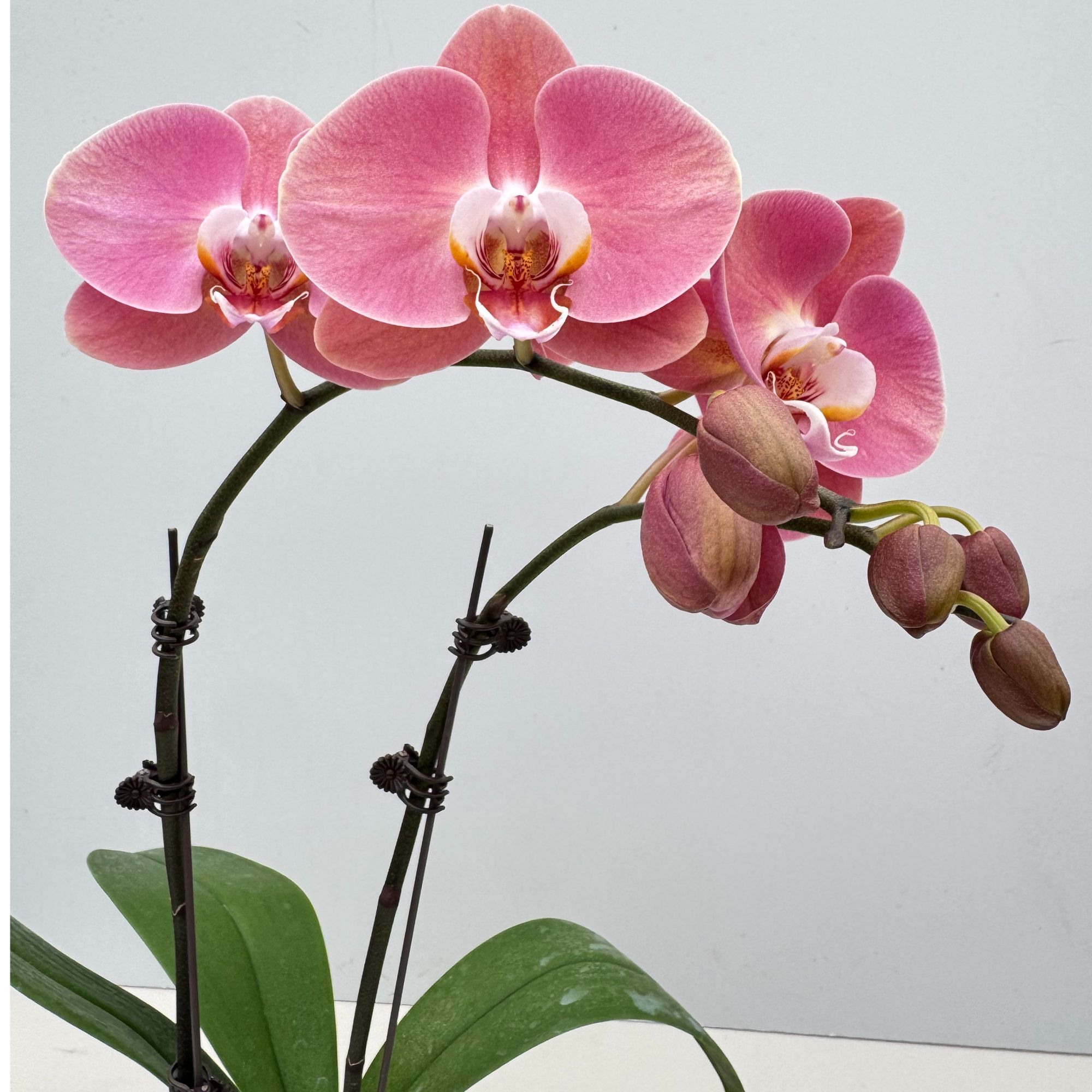 蝴蝶兰【大鲑鱼单双混】福利