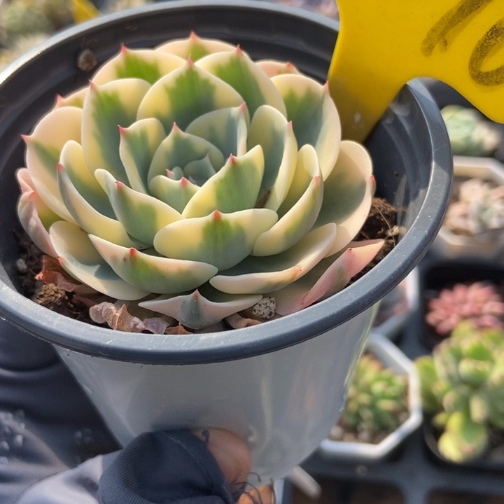 2016玉碟锦多肉植物