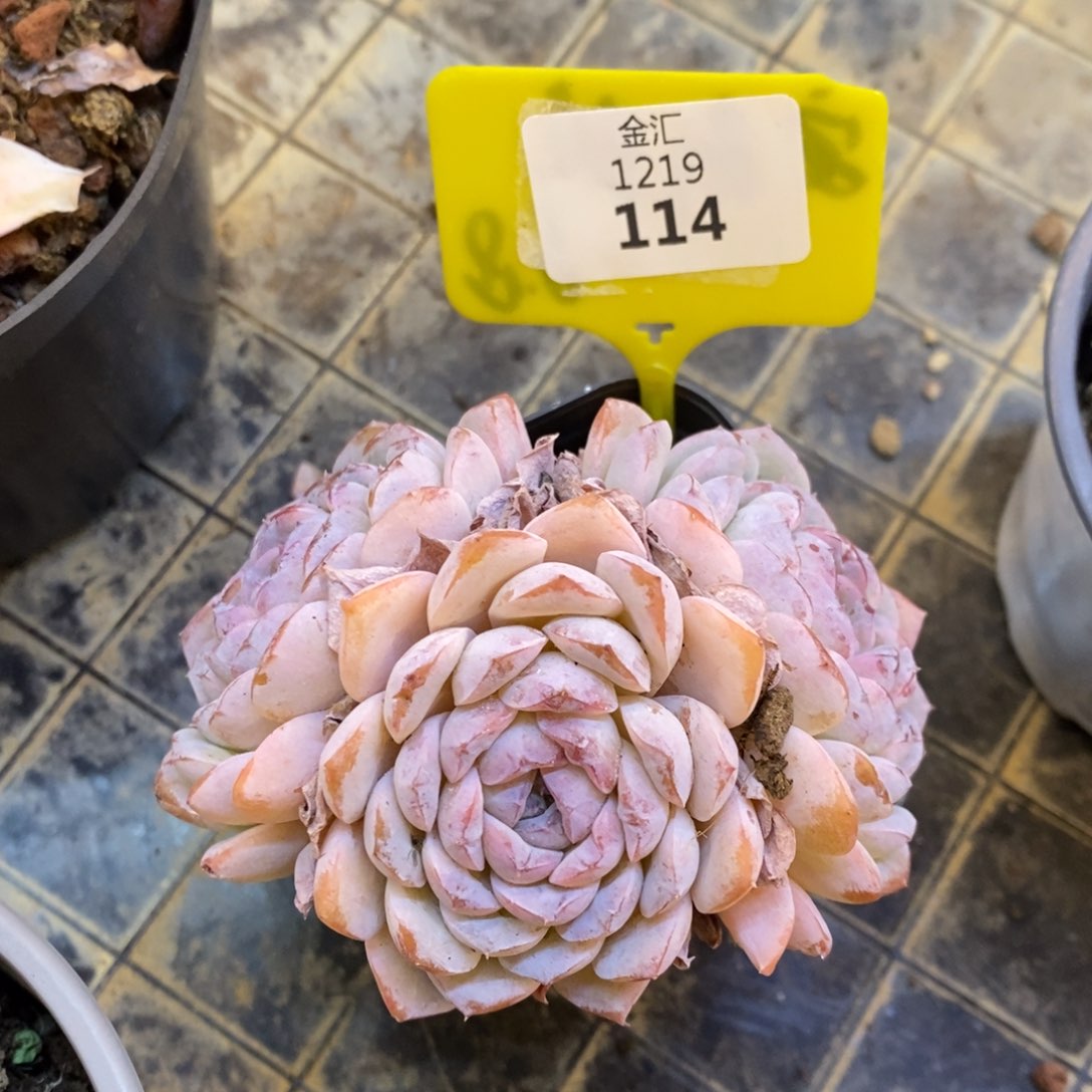 三头雪颜。1219114