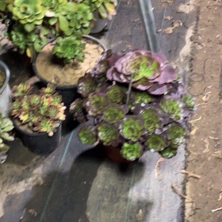 16魅金多肉植物多肉多肉多肉多肉