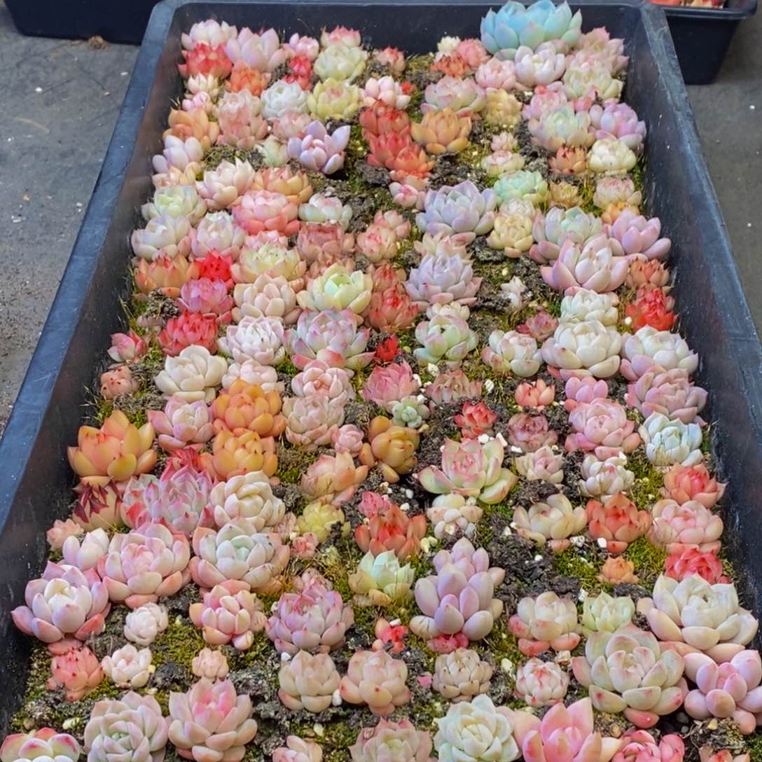 022多肉植物保护研究所所长助理研究员