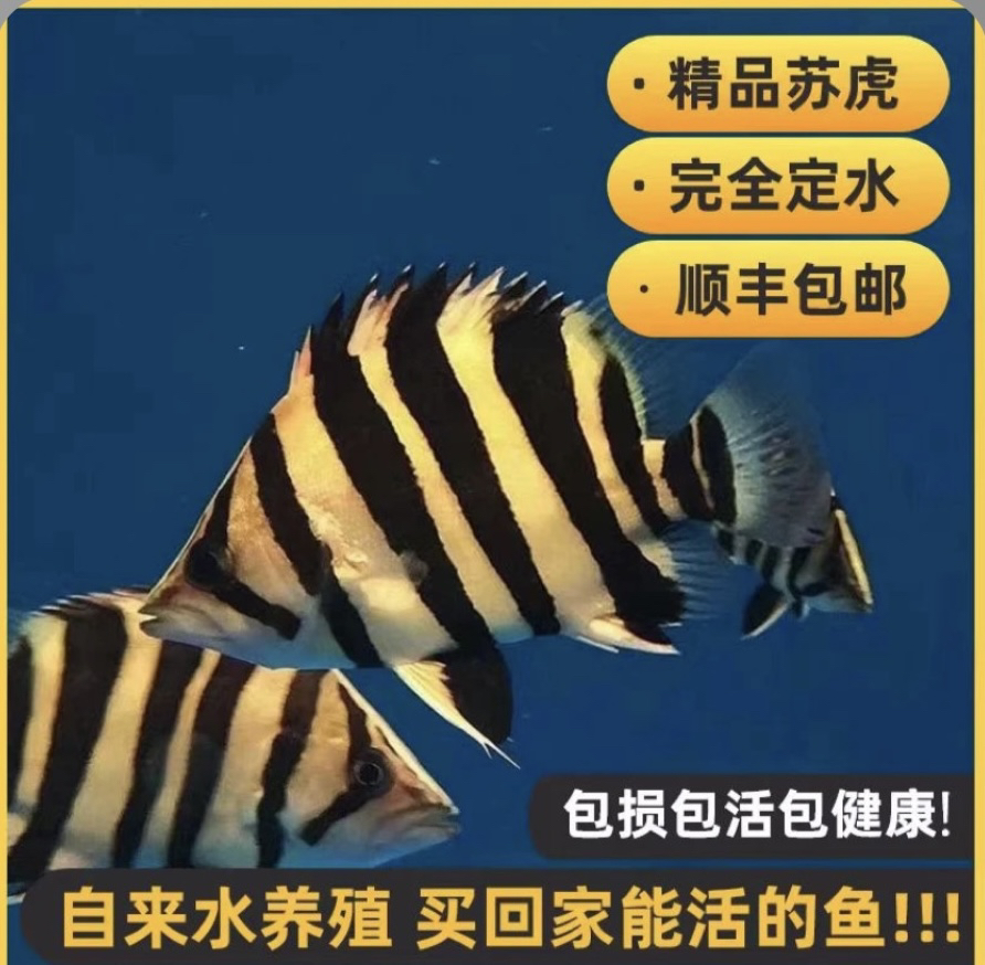 虎鱼活体苏门答腊虎热带观赏鱼