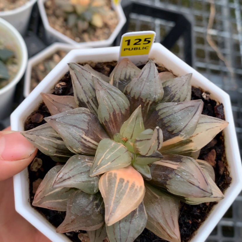 【闪购商品】125西瓜
