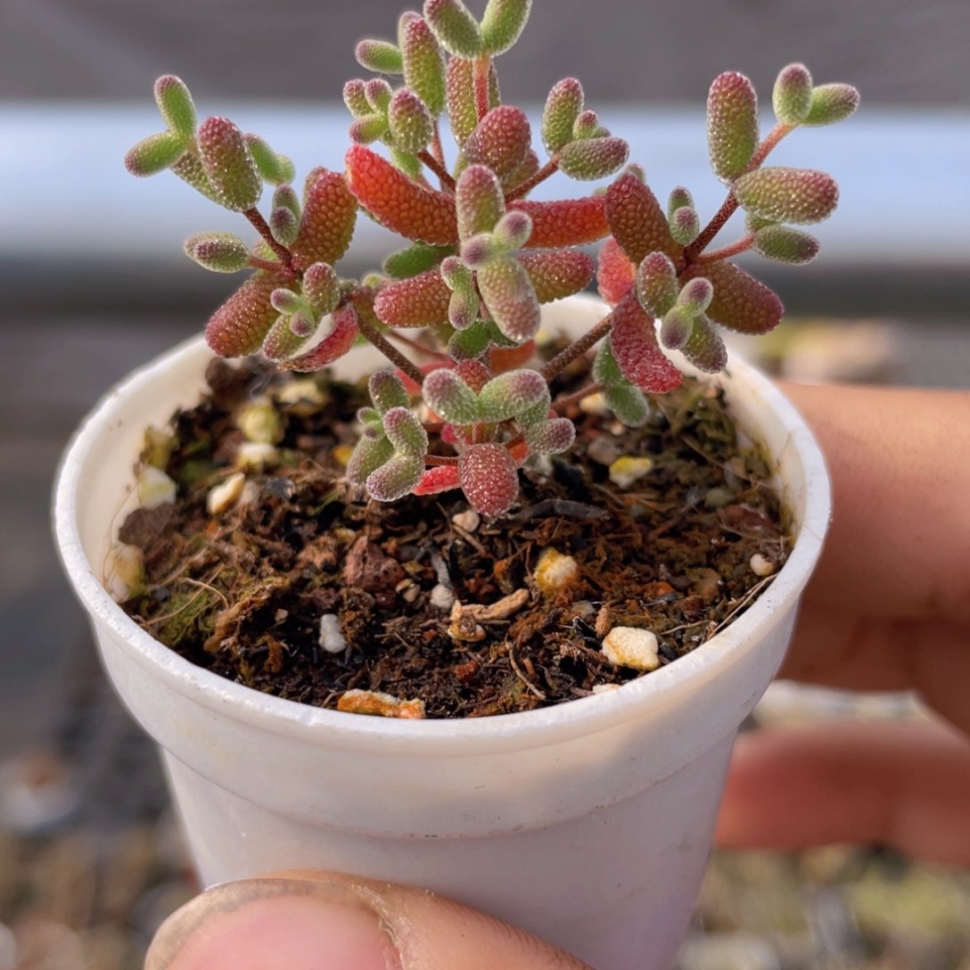 实生蜜桔糖球多肉9.9包邮