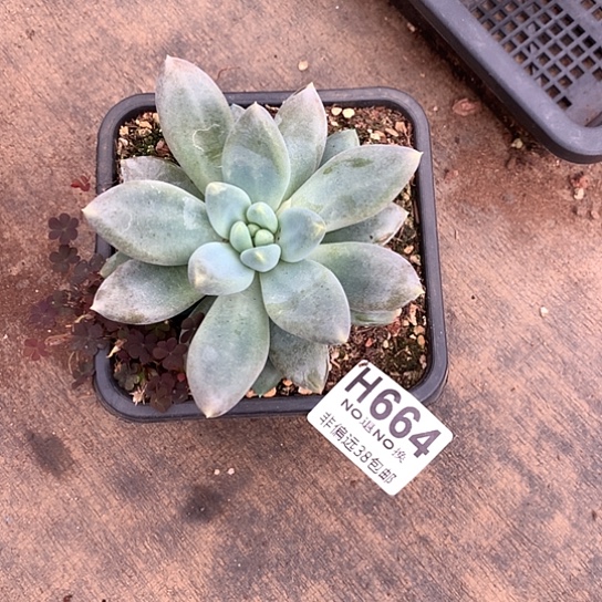 《***》胖体哥特664 亏本处理退款拉黑7-8天发货